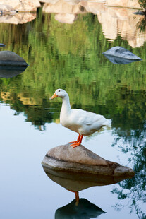 池塘中站立于石上的白鸭