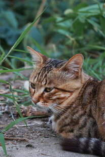 草丛中的斑纹小猫