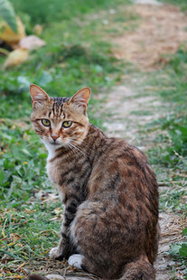 户外蹲坐的花纹猫咪