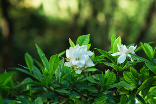 洁白栀子花绽放绿叶间