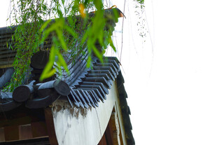 中式屋檐下的翠绿藤蔓