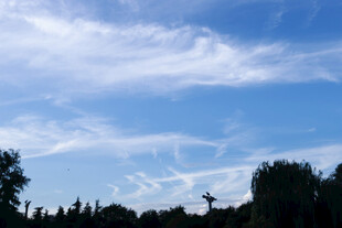 蓝天白云下的葱郁树林