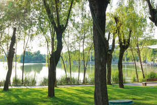 湖畔垂柳下的静谧绿地