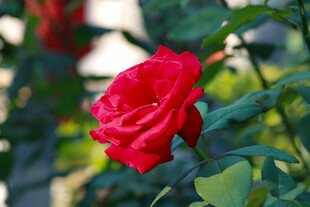 娇艳红玫瑰绽放绿叶间