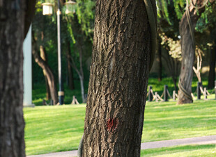 公园中粗壮的树干与草地