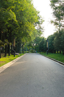 林荫大道风景