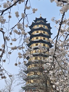 樱花环绕的古塔美景