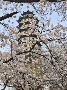 樱花掩映下的古塔