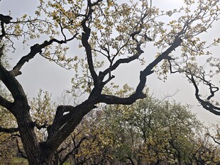 枝头繁花绽放的树木