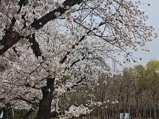 春日盛开的烂漫樱花树