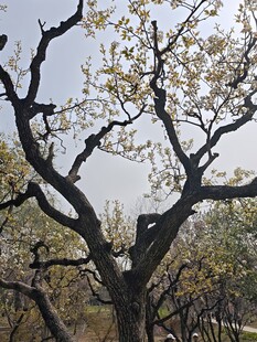春日繁花满枝的老树