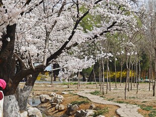 春日烂漫樱花树下的景致