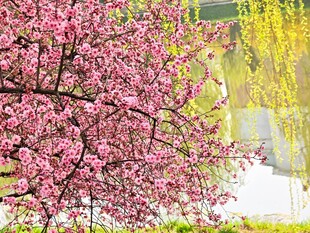 春日繁花绽放的美好景象