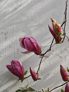 紫玉兰绽放枝头