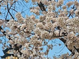 枝头绽放的烂漫樱花