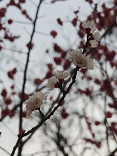 枝头绽放的素雅绒花