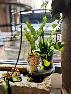 窗边绿植小景