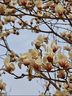 玉兰花枝绽放