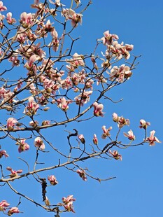 蓝天映衬下的绽放玉兰花