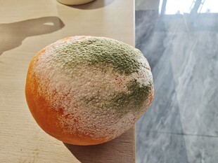 发霉的橙子