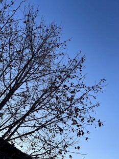 蓝天映衬下的枯树枝桠