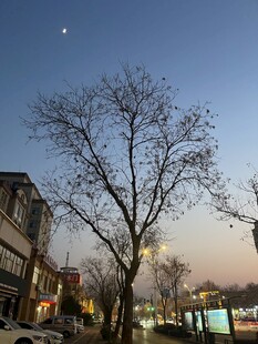 黄昏街道旁的光秃树木