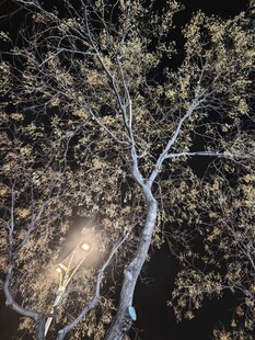 月夜下的光秃树枝