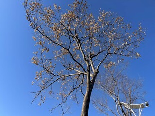 蓝天映衬下的孤树