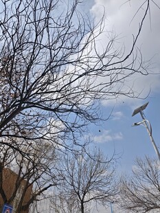 冬日枯树与蓝天