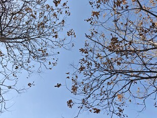 仰观蓝天树枝秋景