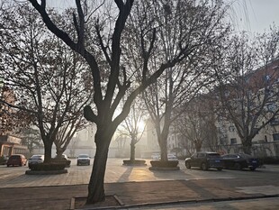 冬日暖阳下的街道树木