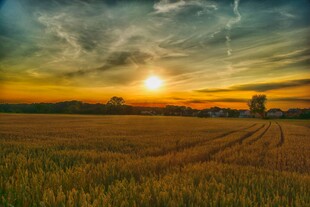 夕阳下的金色麦田美景
