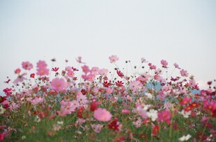 绚烂花海