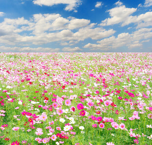 绚烂花海