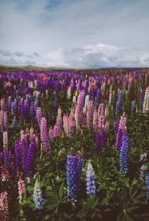 花海烂漫