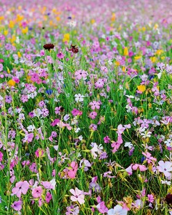 缤纷花海