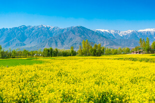 金黄花海与远处雪山美景