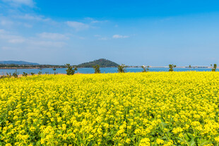 金黄油菜花海美景