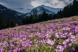 山间烂漫紫花绽放美景