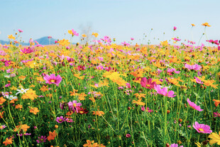 花海烂漫