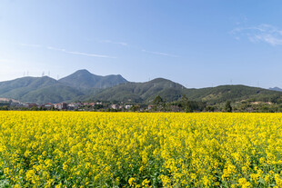 金黄油菜田与远山美景