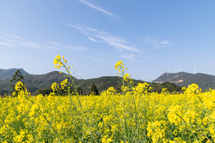 金黄油菜花海与远山蓝天