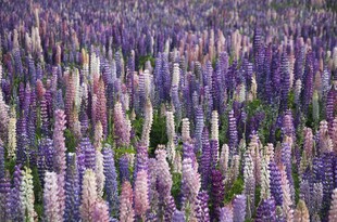 紫色花海浪漫绽放