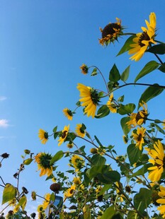 蓝天映衬下的灿烂小黄花