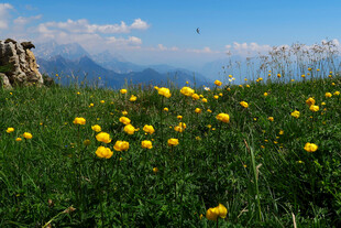 草原黄花美景