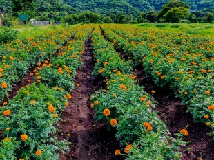 田园风光如画