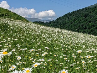 山间雏菊盛放的美丽原野