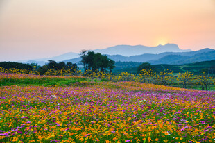 花海美景