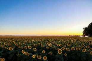 夕阳下的向日葵花海