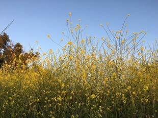 金黄花海映衬蓝天美景